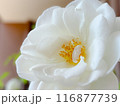 バラ 花 白 アイスバーグ 116877739