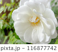 バラ 花 白 アイスバーグ 116877742