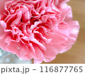カーネーション 母の日 ピンク 116877765