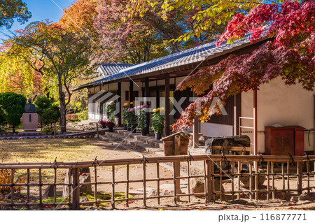 《長野県》紅葉期の小諸城址懐古園 《長野県》紅葉期の小諸城址懐古園 116877771
