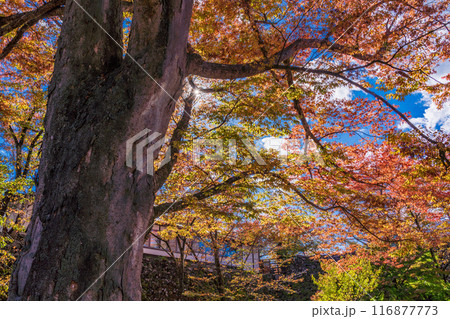 《長野県》紅葉期の小諸城址懐古園 116877773