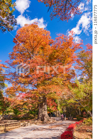 《長野県》紅葉期の小諸城址懐古園 116877775
