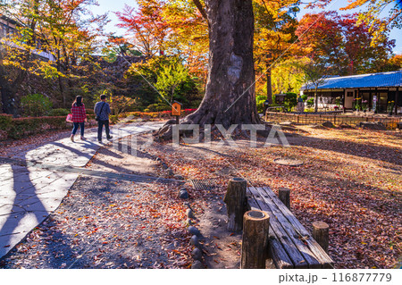 《長野県》紅葉期の小諸城址懐古園 116877779