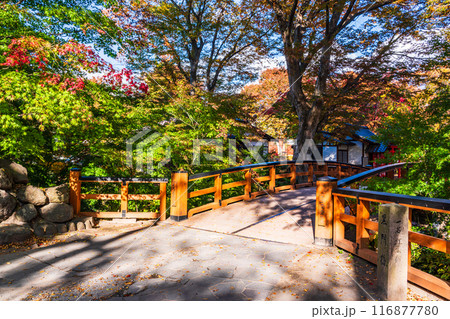 《長野県》紅葉期の小諸城址懐古園 116877780