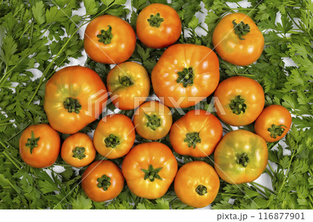 homemade tomatoes are on parsley, red tomatoes on green parsley, for a culinary book homemade tomatoes are on parsley, red tomatoes on green parsley, for a culinary book 116877901