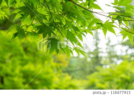 岐阜県揖斐川町 谷汲山華厳寺の新緑のもみじの葉 岐阜県揖斐川町 谷汲山華厳寺の新緑のもみじの葉 116877915