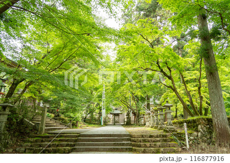 岐阜県揖斐川町　新緑の谷汲山華厳寺灯籠の立ち並ぶ参道にある百度石 116877916