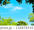 若葉と青空 116878316