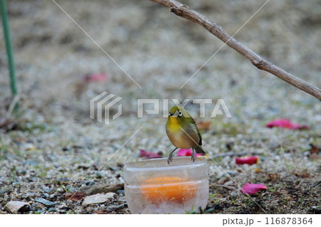 庭に飛んで来た鳥 メジロ、 庭に飛んで来た鳥 メジロ、 116878364