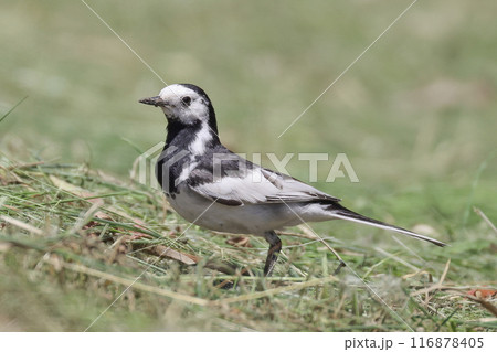 ホオジロハクセキレイ（ハクセキレイ亜種）、稀に見ることができる珍鳥 116878405