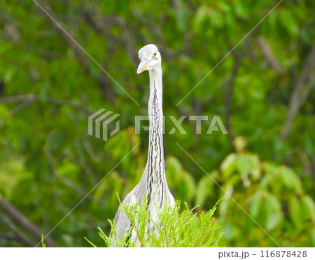 高い木の樹幹から顔を出すアオサギ 116878428
