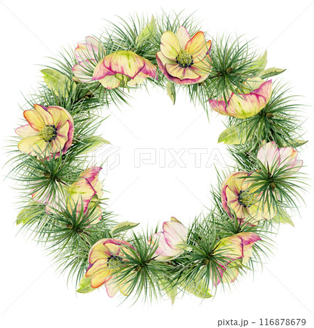 Pine tree, fir tree, spruce branches, pink hellebore flowers. Watercolor hand drawn illustration, wreath frame isolated on white. Xmas, happy new year festive, noel navidad. Cards, gifts, florist. 116878679