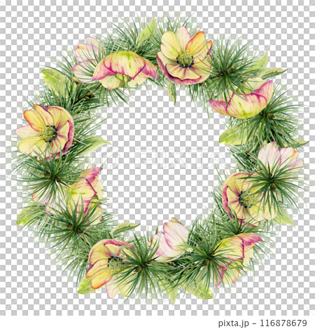 Pine tree, fir tree, spruce branches, pink hellebore flowers. Watercolor hand drawn illustration, wreath frame isolated on white. Xmas, happy new year festive, noel navidad. Cards, gifts, florist. 116878679