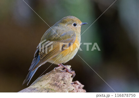 森の中で日光浴をするルリビタキ雄第一回冬羽 116878750