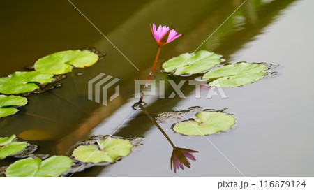 水に浮かぶ睡蓮の花 116879124
