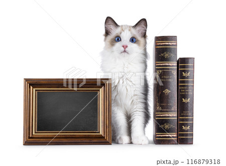 Ragdoll cat kitten on white bckground 116879318