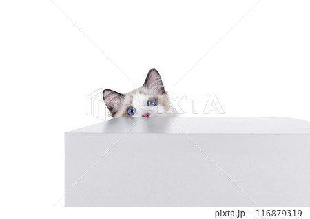 Ragdoll cat kitten on white bckground Ragdoll cat kitten on white bckground 116879319