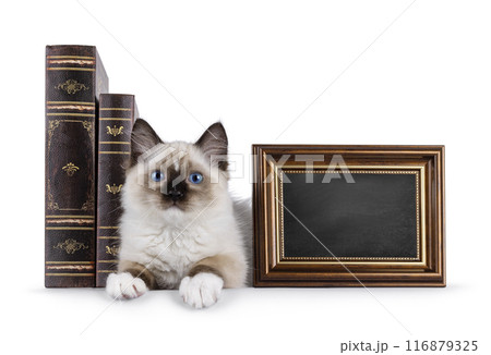Ragdoll cat kitten on white bckground Ragdoll cat kitten on white bckground 116879325