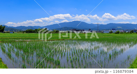 桜井市東新堂 田んぼと外鎌山、鳥見山、音羽山、御破裂山、太陽光発電所 2024年7月5日 桜井市東新堂 田んぼと外鎌山、鳥見山、音羽山、御破裂山、太陽光発電所 2024年7月5日 116879384