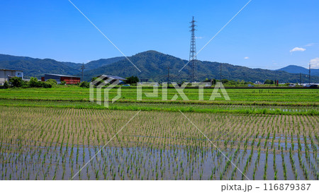 桜井市東新堂 田んぼと大神神社大鳥居そして三輪山 2024年7月5日 116879387
