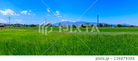 桜井市東新堂 田んぼと耳成山、畝傍山、天香具山、二上山、大和葛城山、金剛山 2024年7月5日 116879388