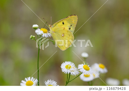 吸蜜中のモンキチョウ03 116879428