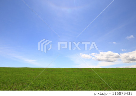 夏の北海道　草原と青い空　広大な牧草地 116879435