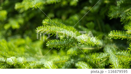 Beautiful fir branches. Christmas wallpaper concept. Copy space. Natural coniferous background texture. Selective focus blur. Beautiful fir branches. Christmas wallpaper concept. Copy space. Natural coniferous background texture. Selective focus blur. 116879595