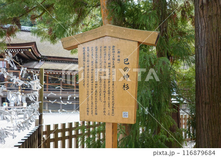 巳の神杉 日本最古ともいわれるの三輪明神こと大神神社(奈良県桜井市) 巳の神杉 日本最古ともいわれるの三輪明神こと大神神社(奈良県桜井市) 116879684