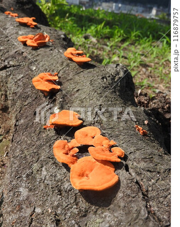 桜の根に発生したヒイロタケ（緋色茸） 116879757