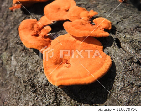 桜の根に発生したヒイロタケ（緋色茸） 116879758