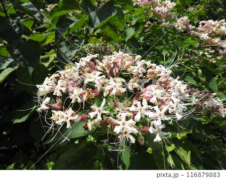 クサギの花 116879883