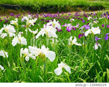 菖蒲園、満開の菖蒲　2024.6.8 116880229