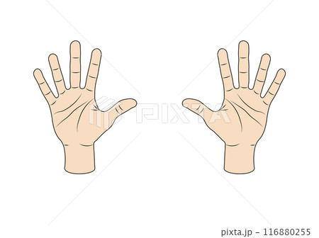 手のひら　左右　イラスト 116880255