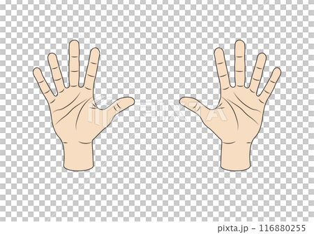 Palm left and right illustration 116880255