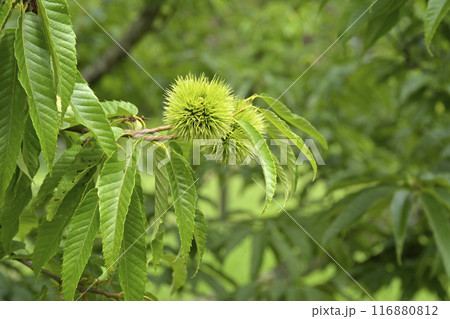 栗 栗の木 栗 栗の木 116880812