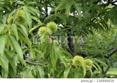 栗　栗の木 116880816
