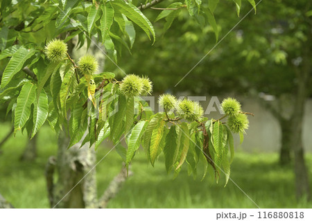 栗 栗の木 栗 栗の木 116880818