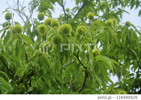 栗 栗の木 栗 栗の木 116880826