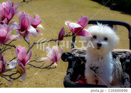 モクレンと犬 モクレンと犬 116880896
