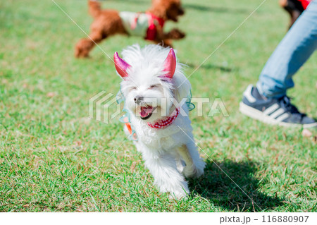 走る犬 走る犬 116880907