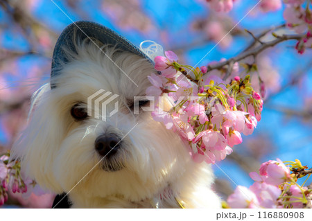 桜と犬 桜と犬 116880908