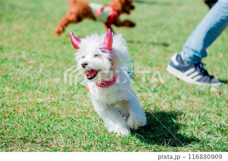 走る犬 116880909
