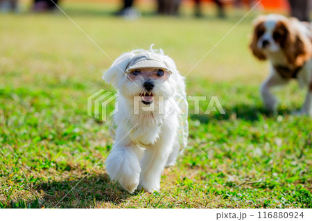 走る犬 走る犬 116880924