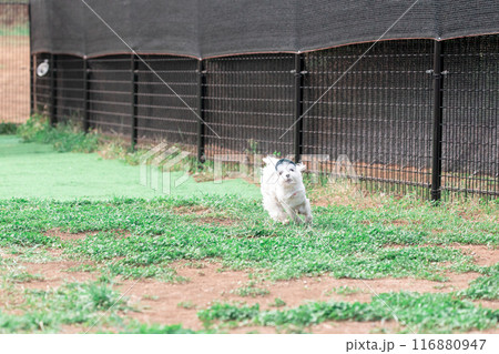 走る犬 走る犬 116880947