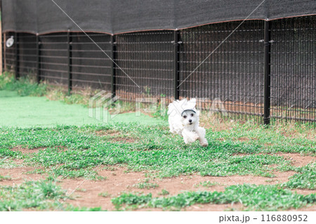 走る犬 走る犬 116880952