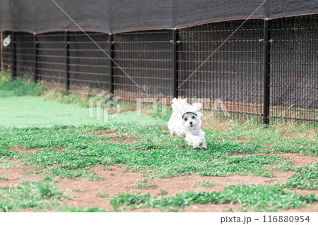 走る犬 走る犬 116880954