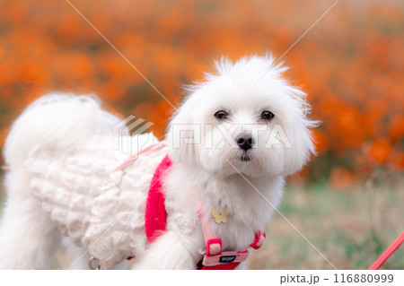 犬と花 116880999