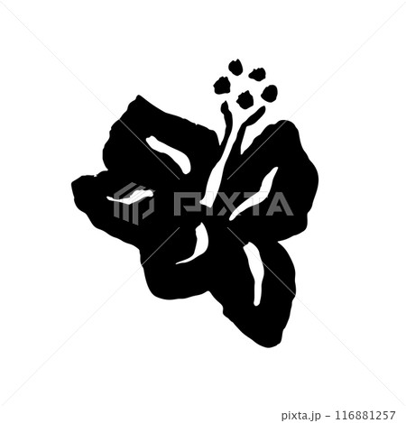 Inky abstract hibiscus flower sketch isolated on white 116881257