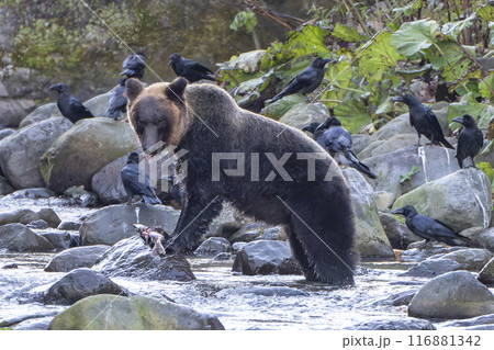 カラスに囲まれたヒグマ 116881342